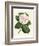 Antique Camellia IV-Van Houtte-Framed Premium Giclee Print