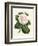 Antique Camellia IV-Van Houtte-Framed Premium Giclee Print