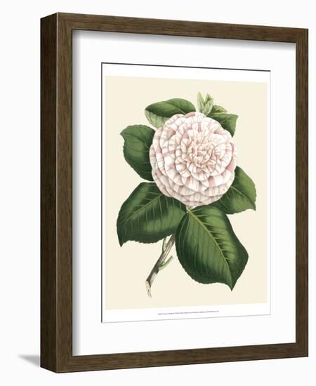 Antique Camellia IV-Van Houtte-Framed Premium Giclee Print