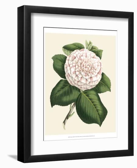 Antique Camellia IV-Van Houtte-Framed Premium Giclee Print