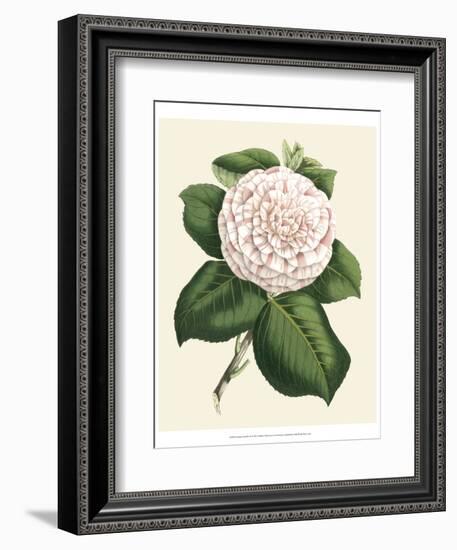 Antique Camellia IV-Van Houtte-Framed Premium Giclee Print