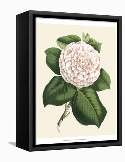Antique Camellia IV-Van Houtte-Framed Stretched Canvas