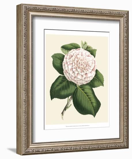 Antique Camellia IV-Van Houtte-Framed Art Print