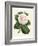 Antique Camellia IV-Van Houtte-Framed Art Print