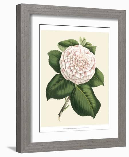 Antique Camellia IV-Van Houtte-Framed Art Print