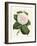Antique Camellia IV-Van Houtte-Framed Art Print