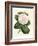 Antique Camellia IV-Van Houtte-Framed Art Print