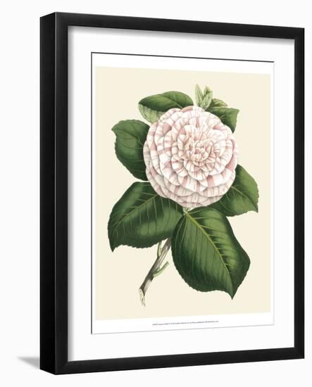 Antique Camellia IV-Van Houtte-Framed Art Print