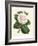 Antique Camellia IV-Van Houtte-Framed Art Print