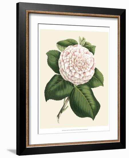 Antique Camellia IV-Van Houtte-Framed Art Print