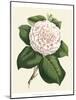 Antique Camellia IV-Van Houtte-Mounted Art Print