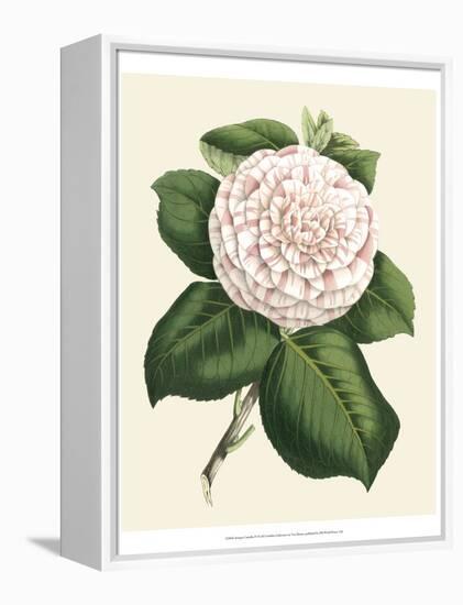 Antique Camellia IV-Van Houtte-Framed Stretched Canvas