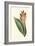 Antique Canna III-Van Houtt-Framed Art Print