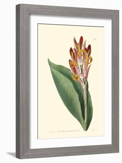 Antique Canna III-Van Houtt-Framed Art Print