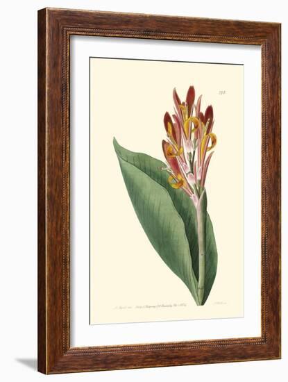 Antique Canna III-Van Houtt-Framed Art Print