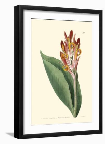 Antique Canna III-Van Houtt-Framed Art Print