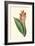 Antique Canna III-Van Houtt-Framed Art Print