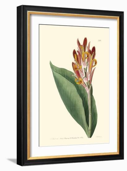 Antique Canna III-Van Houtt-Framed Art Print