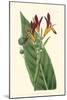 Antique Canna IV-Van Houtt-Mounted Art Print