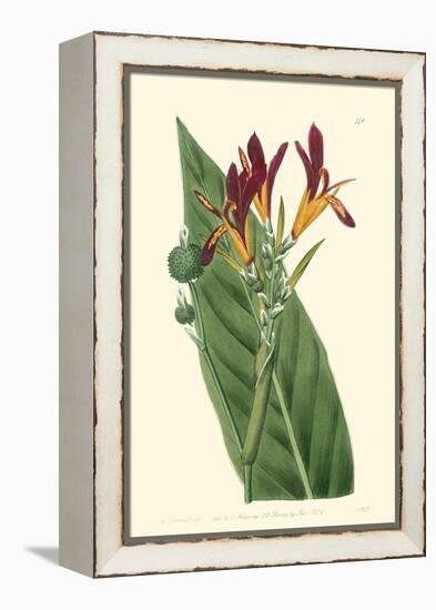 Antique Canna IV-Van Houtt-Framed Stretched Canvas