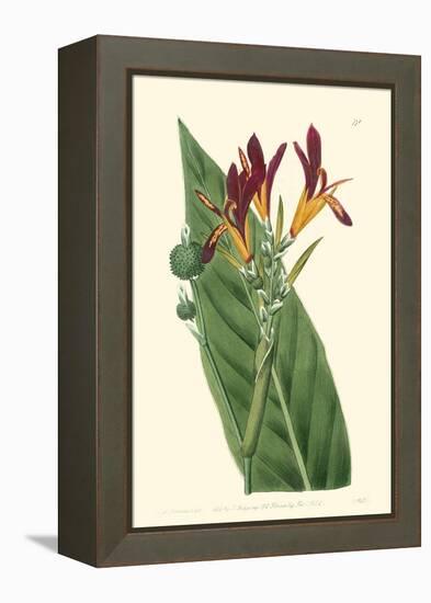 Antique Canna IV-Van Houtt-Framed Stretched Canvas