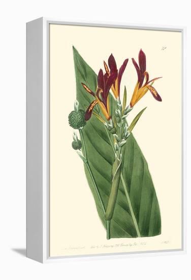 Antique Canna IV-Van Houtt-Framed Stretched Canvas