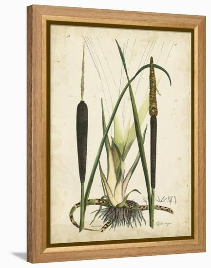 Antique Cattail I-Samuel Curtis-Framed Stretched Canvas