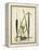 Antique Cattail I-Samuel Curtis-Framed Stretched Canvas