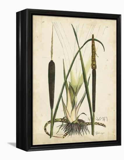 Antique Cattail I-Samuel Curtis-Framed Stretched Canvas