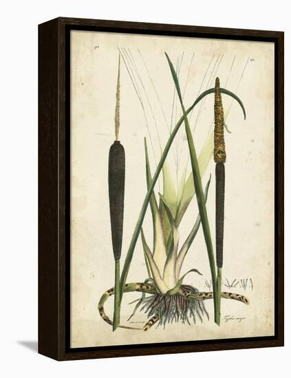 Antique Cattail I-Samuel Curtis-Framed Stretched Canvas