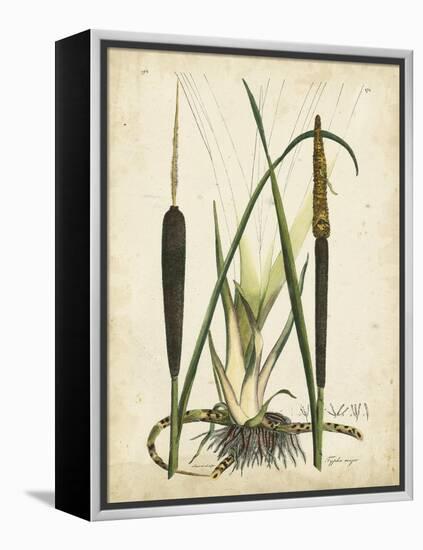 Antique Cattail I-Samuel Curtis-Framed Stretched Canvas