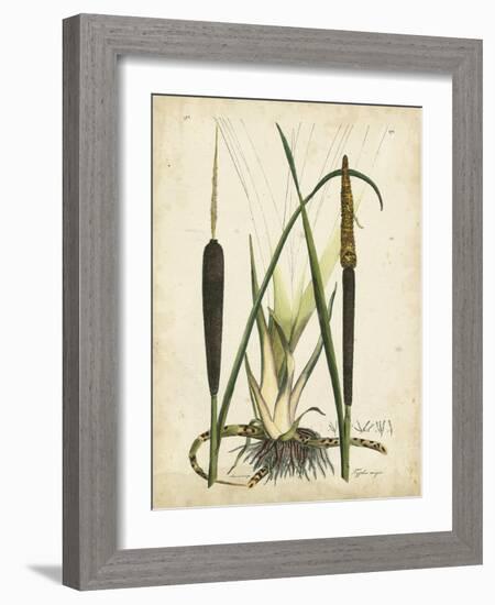 Antique Cattail I-Samuel Curtis-Framed Art Print