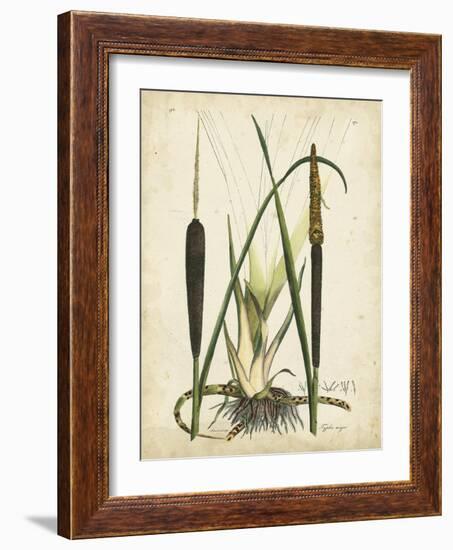 Antique Cattail I-Samuel Curtis-Framed Art Print