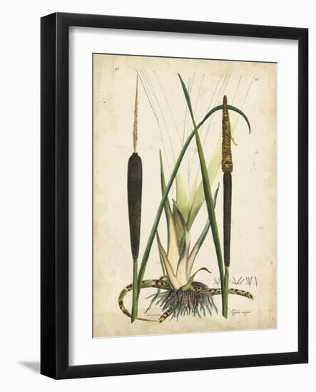 Antique Cattail I-Samuel Curtis-Framed Art Print