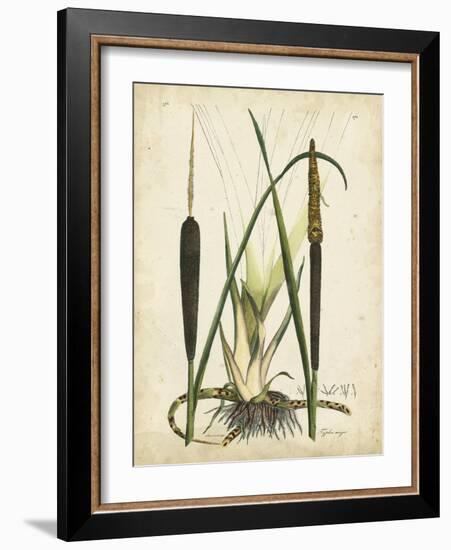 Antique Cattail I-Samuel Curtis-Framed Art Print