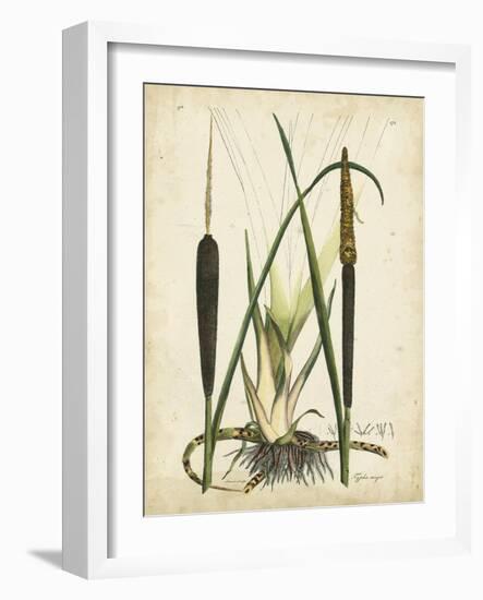 Antique Cattail I-Samuel Curtis-Framed Art Print