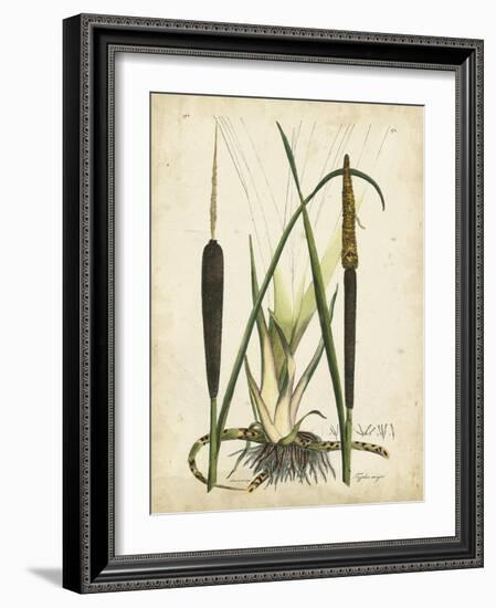 Antique Cattail I-Samuel Curtis-Framed Art Print