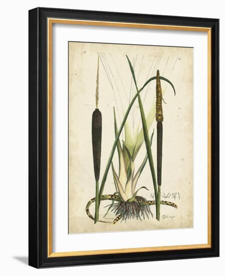 Antique Cattail I-Samuel Curtis-Framed Art Print