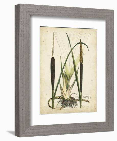 Antique Cattail I-Samuel Curtis-Framed Art Print