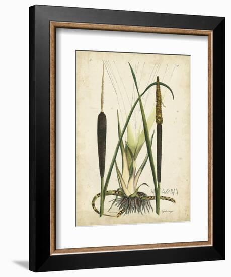 Antique Cattail I-Samuel Curtis-Framed Art Print