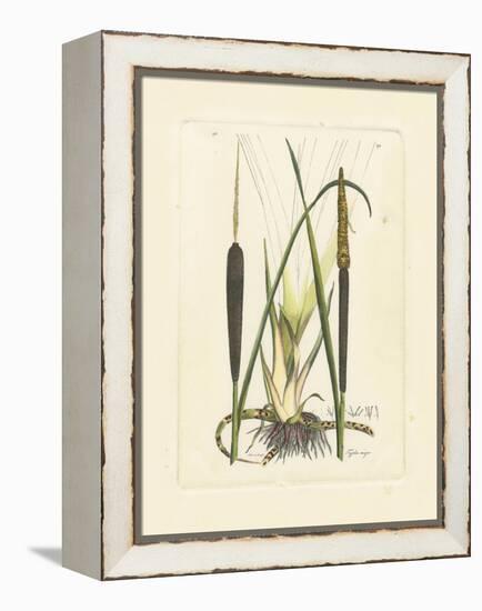 Antique Cattail I-Samuel Curtis-Framed Stretched Canvas