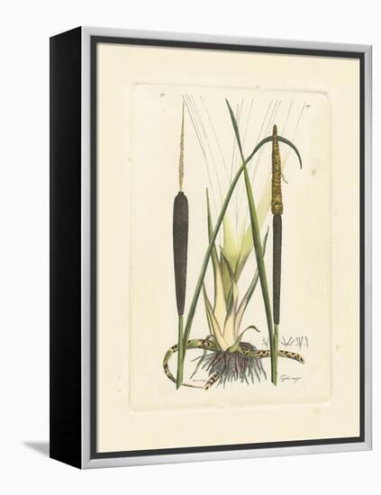 Antique Cattail I-Samuel Curtis-Framed Stretched Canvas