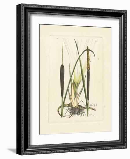 Antique Cattail I-Samuel Curtis-Framed Art Print