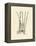 Antique Cattail II-Samuel Curtis-Framed Stretched Canvas