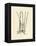 Antique Cattail II-Samuel Curtis-Framed Stretched Canvas