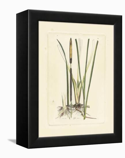 Antique Cattail II-Samuel Curtis-Framed Stretched Canvas