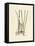 Antique Cattail II-Samuel Curtis-Framed Stretched Canvas