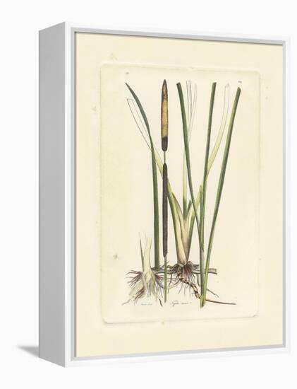 Antique Cattail II-Samuel Curtis-Framed Stretched Canvas