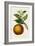 Antique Citrus Fruit I-Pancrace Bessa-Framed Art Print