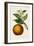 Antique Citrus Fruit I-Pancrace Bessa-Framed Art Print